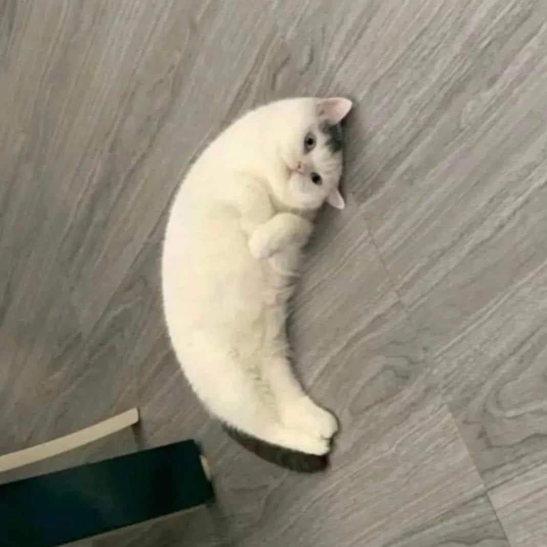 Banana cat #cat #cutecat #animal 

$tip <a href="/tipcoineth/">tipcoin</a>