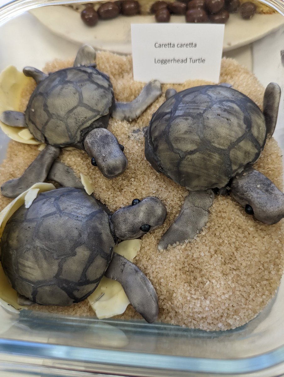 CatMYoung's tweet photo. The before and after of my colleagues TS bakeoff contribution is depressingly realistic....#ExtinctionMatters #ThreatenedSpecies https://t.co/hKFoIhmBGO