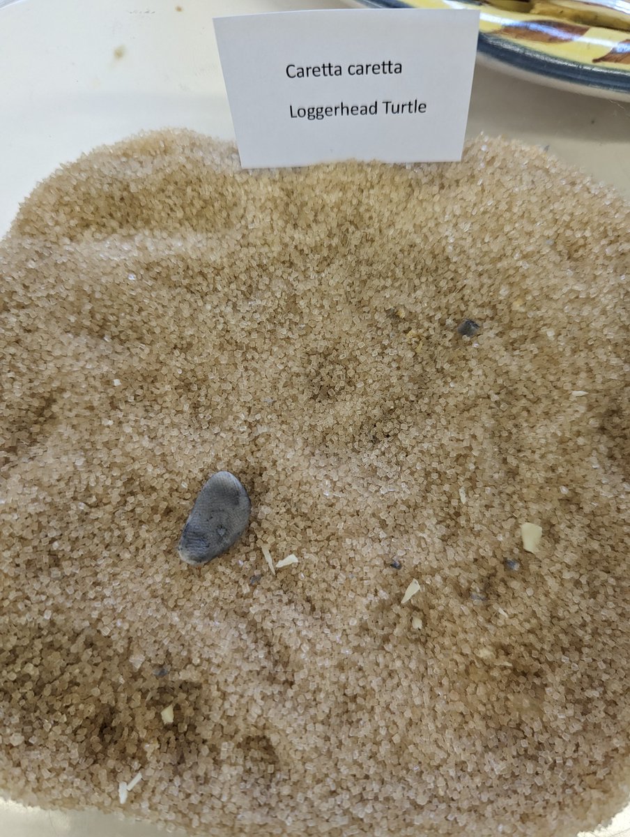 CatMYoung's tweet photo. The before and after of my colleagues TS bakeoff contribution is depressingly realistic....#ExtinctionMatters #ThreatenedSpecies https://t.co/hKFoIhmBGO