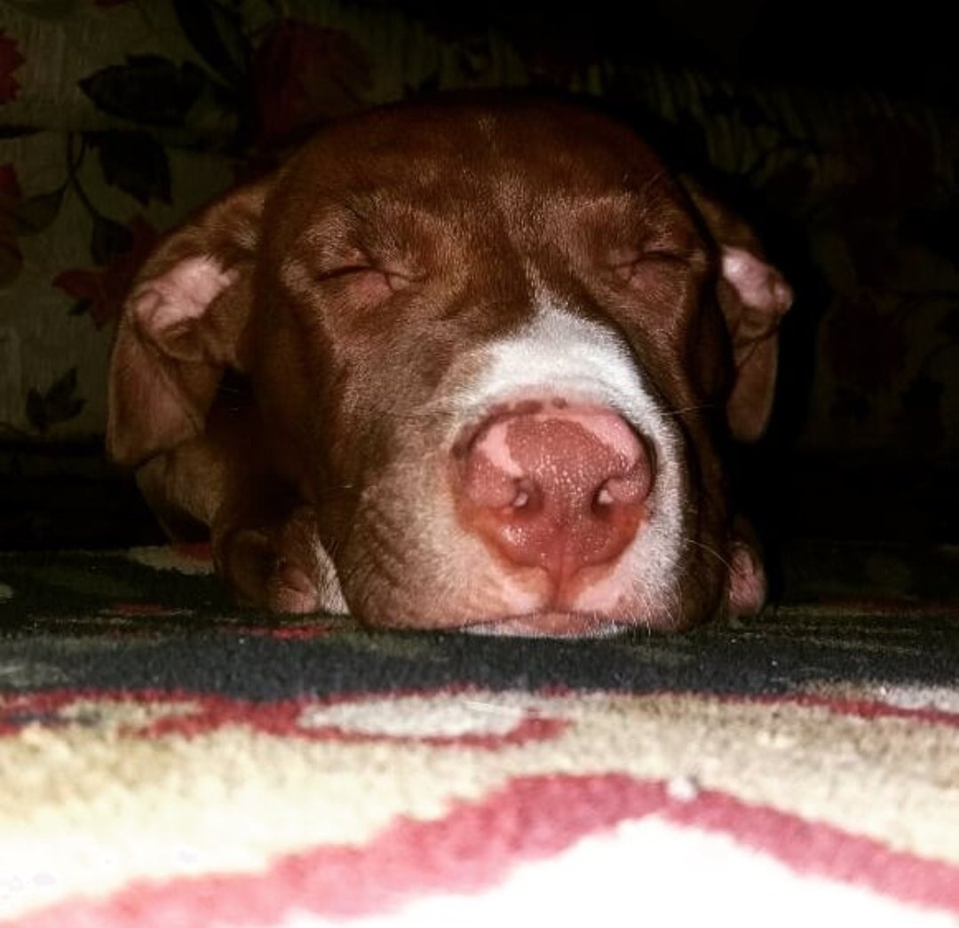 MOsklen's tweet photo. Nem sempre que nós ensina sobre humanidade é humano. 
Descanse em paz meu filho! #Hulk 🖤 https://t.co/whjm0SLPhD