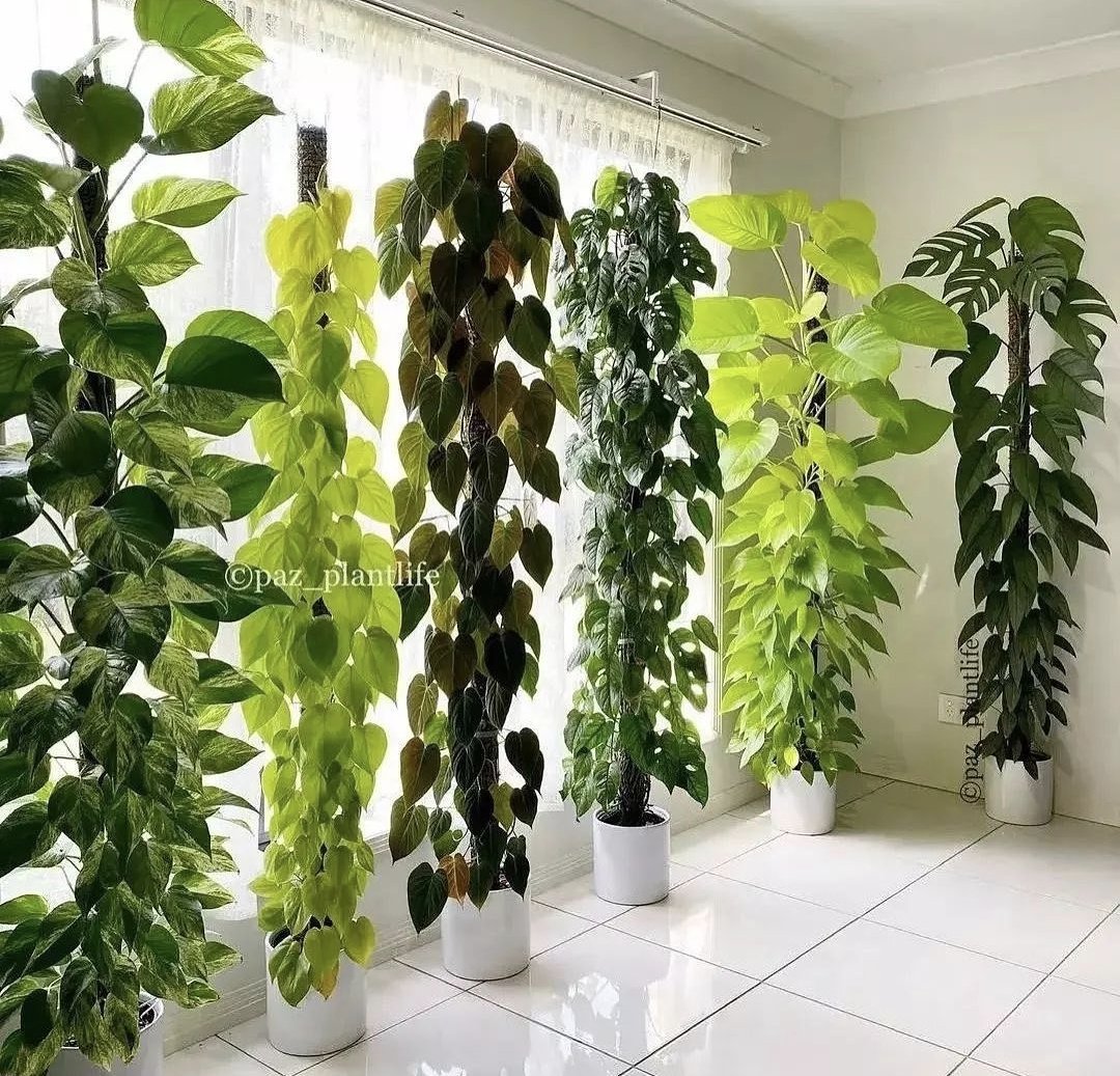 Houseplant Hobbyist tweet media