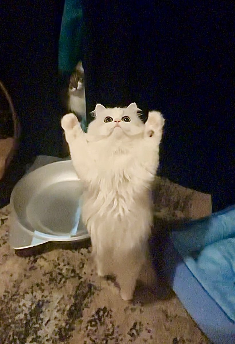 『猫背やめた！！！』