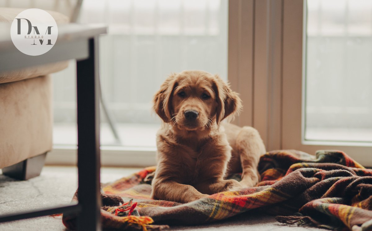DM__Studio's tweet image. Canine Comfort: Dogs and Home Textiles❤️,  

Dive into the world of canine comfort where dogs and home textiles meet. Discover how these beloved  

#foryou #Tiktok #hometextile #photography #instagram #pet #fyp #best #cute #meme #beaut #bedroom #China