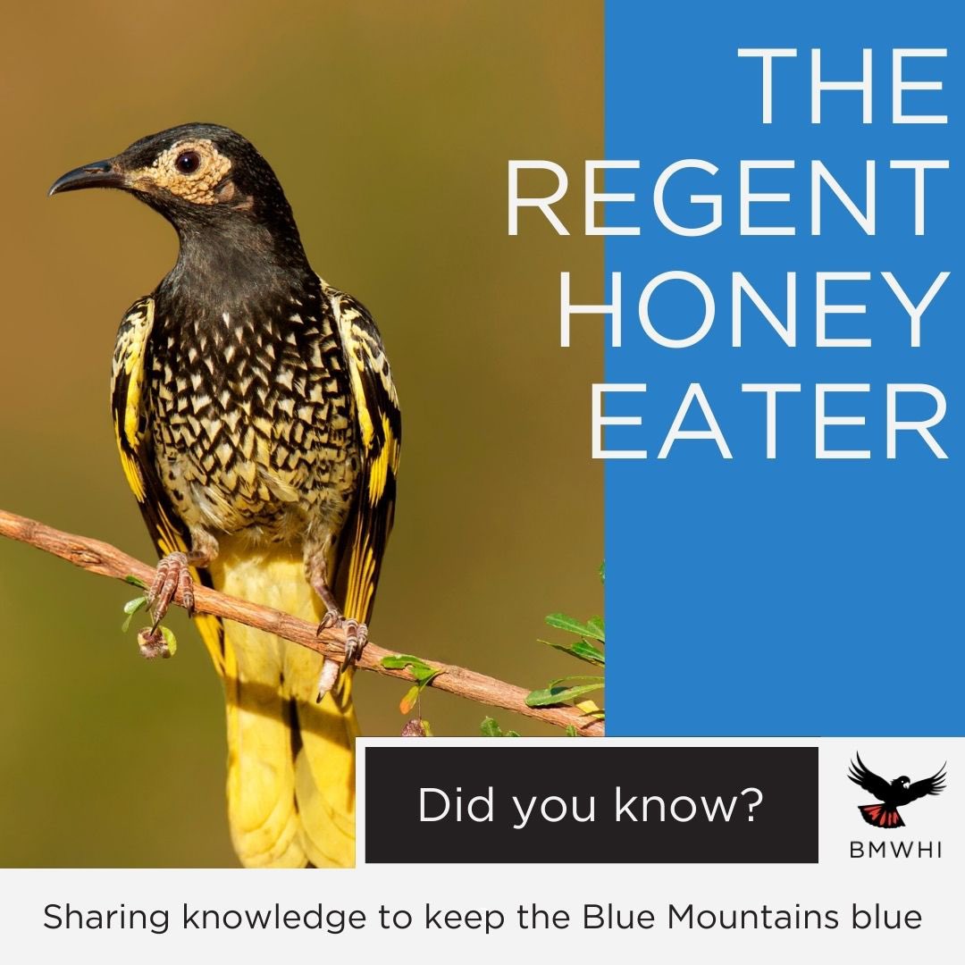 Today is National Threatened Species Day. We draw attention to the Regent Honeyeater,  a Blue Mountains bird who has become critically endangered due to extensive habitat loss attributed to land clearing for agriculture and residential use.
Photo: Dean Ingwersen