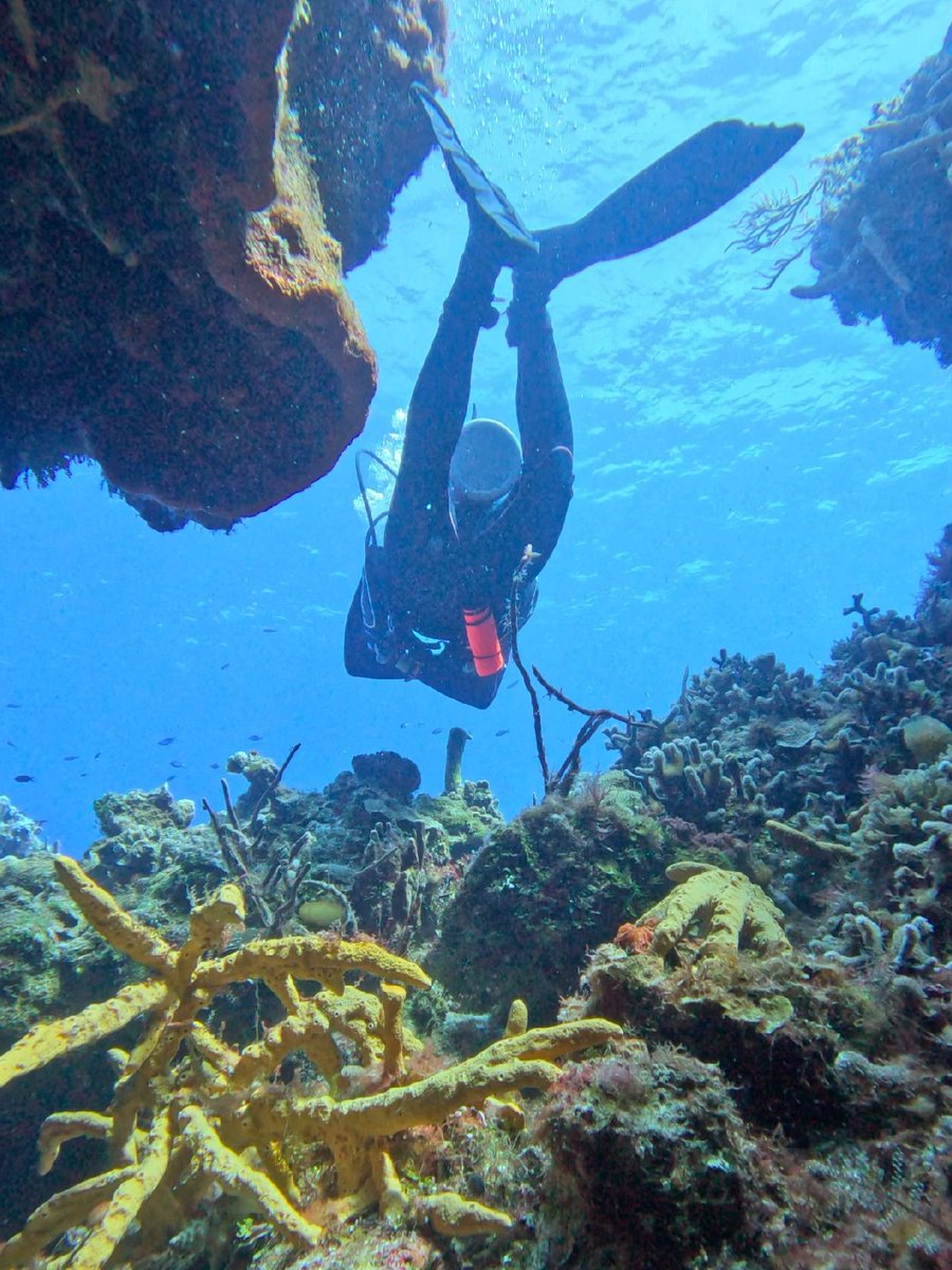 During diving, people can feel the tranquility and mysteryof the ocean.
#diving 
#divinglife 
#divingtime 
#scubadiving 
#divingboard 
#California