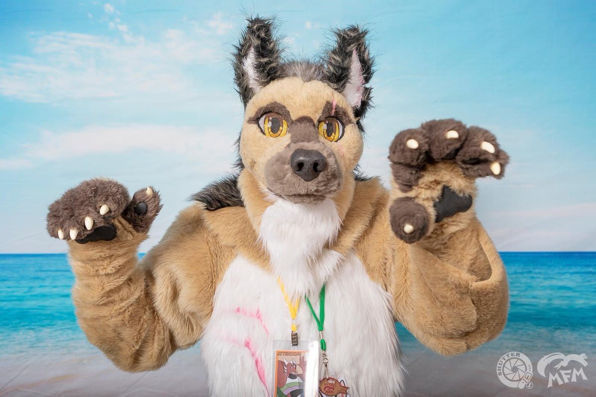 MGreymuzzle's tweet image. It’s Max at #MFM2023 !
📸 by @BearDogShutter