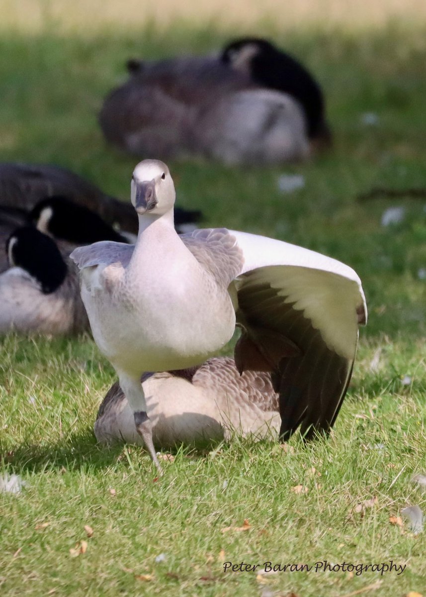 pbaran2's tweet photo. ?Leucistic #CanadaGoose #BirdPhotography #NaturePhotography #Birding #ForestryFarm #YXE https://t.co/Nf4jsf54vH