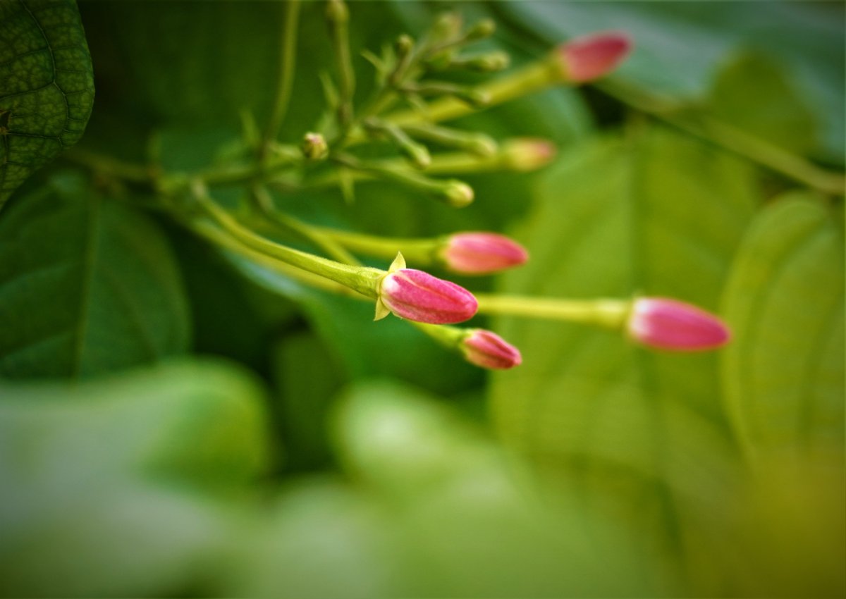 MeriPhulwari's tweet photo. MY Rangoon Criper bud #gardening #Flowers #Rain #Mansoon #MeriPhulwari #rangooncriper https://t.co/TfnrWXspPI