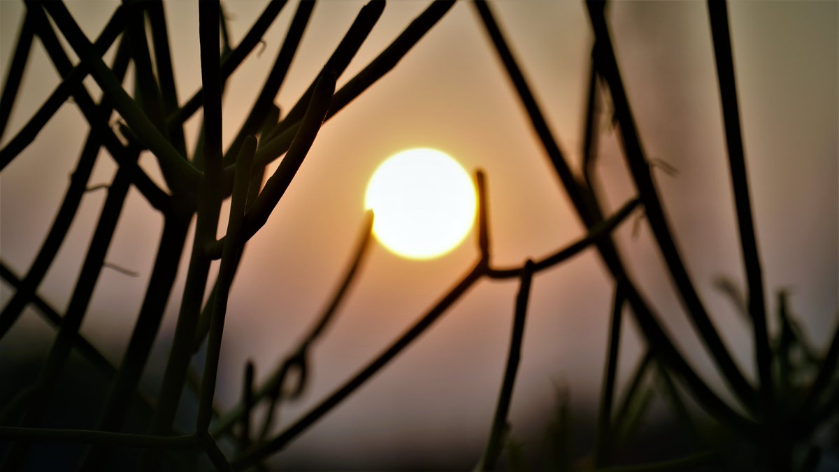 MeriPhulwari's tweet photo. My plant with sunset #gardening #Flowers #Rain #Mansoon #MeriPhulwari https://t.co/AhLlQTPhgx