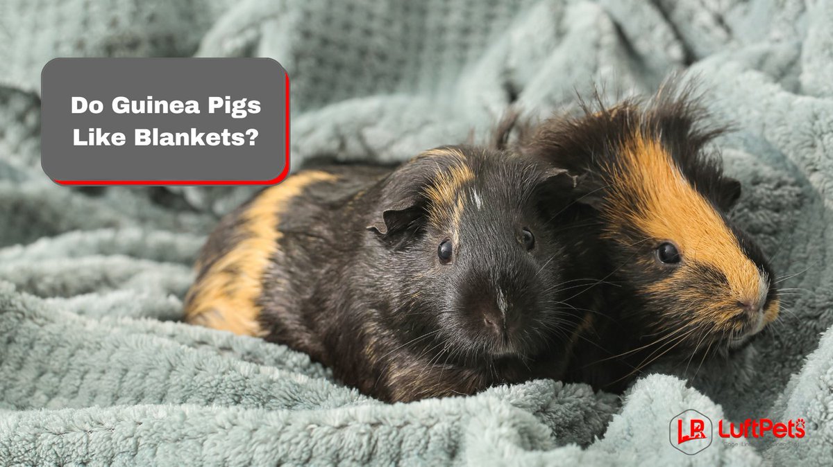 Ever wondered if your guinea pig loves snuggling in blankets? 🐹💤 Dive into these compelling reasons behind their cozy preference! Explore more at luftpets.com/blogs/news/do-… #GuineaPigLove #CozyCritters