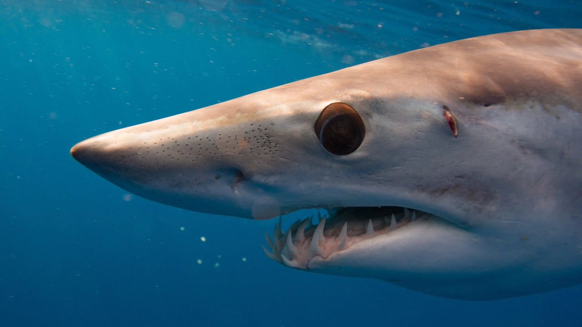 We played in SoS 121 by <a href="/IPLSplatoon/">Inkling Performance Labs</a> today! We won Splatoon in the Mako Bracket!!!!! We played with sirski today and he finally played objective good job sirski! Members tagged!!!!!!!

hiiii <a href="/airsignx/">airsign</a> <a href="/Secant_Splats/">Secant(x)</a> in the drip pic and <a href="/Tubnug/">grace^^</a> in the second image