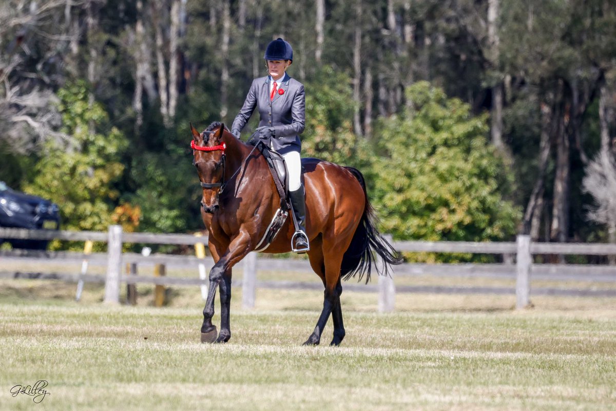 SuDennis4's tweet photo. Angel of Truth is getting his show horse on ❤️ https://t.co/zbjiHplihF