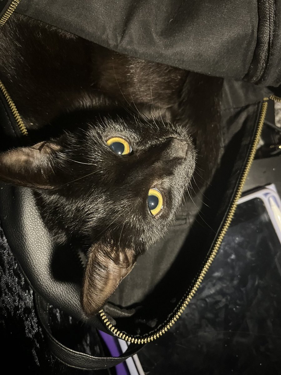 BitterPearlCosplays FREE🇵🇸 tweet media