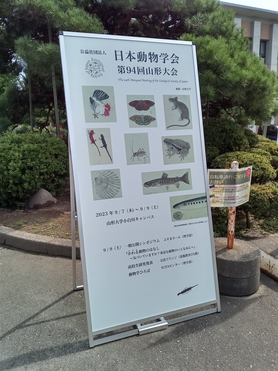 動物学会に来ました。
明後日発表します。