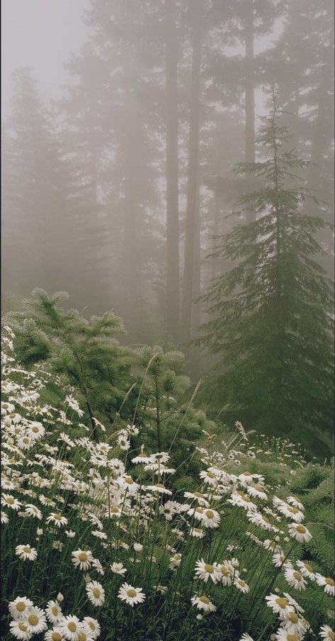 poeticalphotos's tweet photo. https://t.co/WmToiwBDak