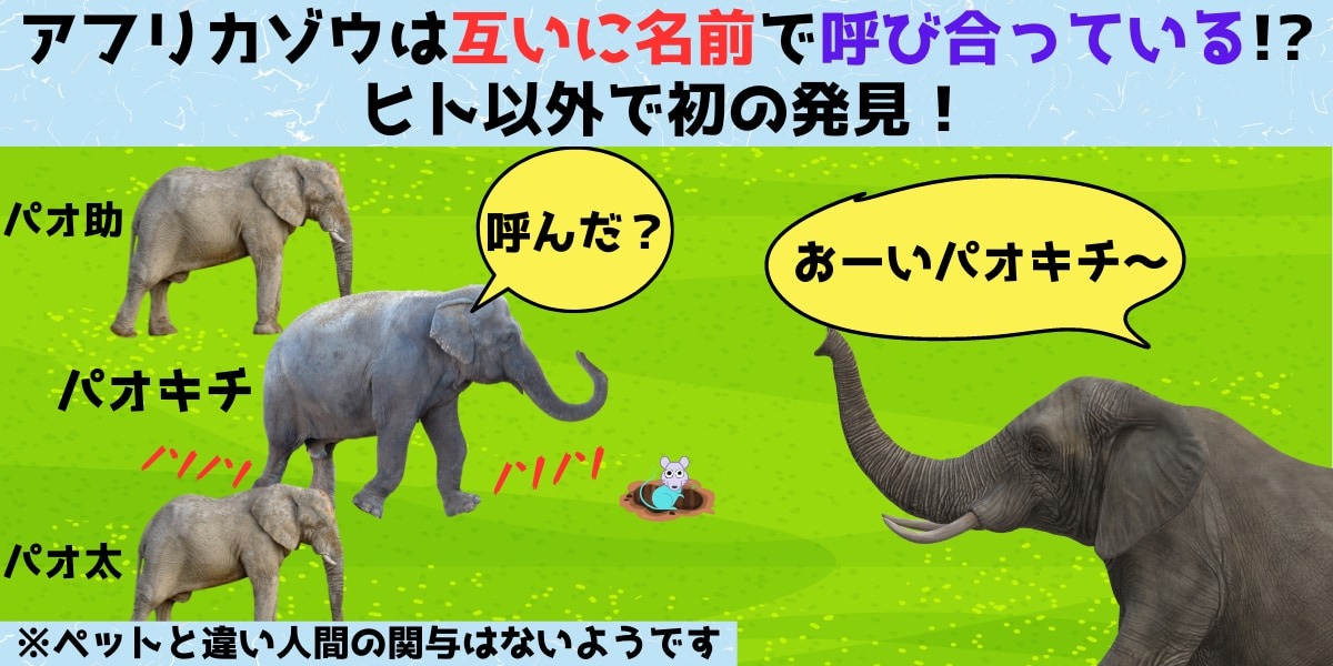 咆哮　アフリカ　ぞうs Amazon.co.jp: 最強王図鑑 最強王バトルソフビ アフリカゾウ : おもちゃ
