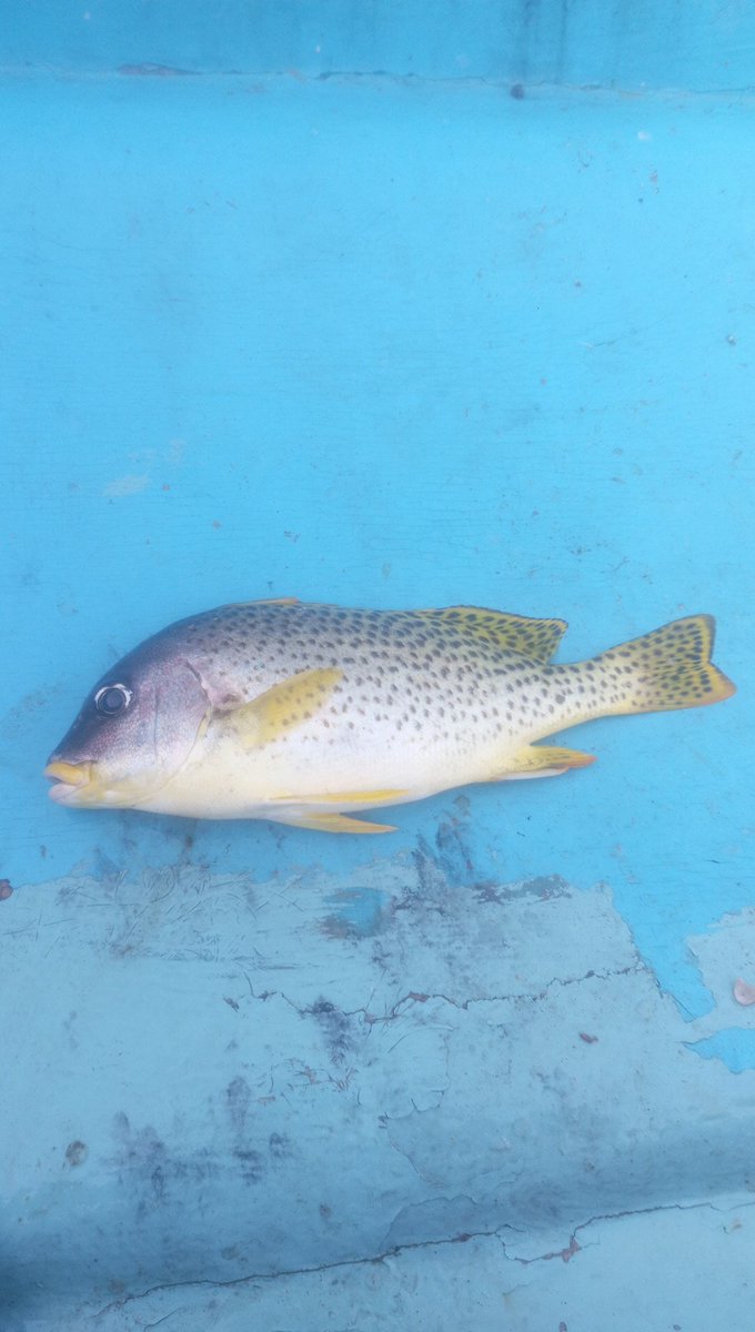 #شبكة_هواة_صيدالأسماك