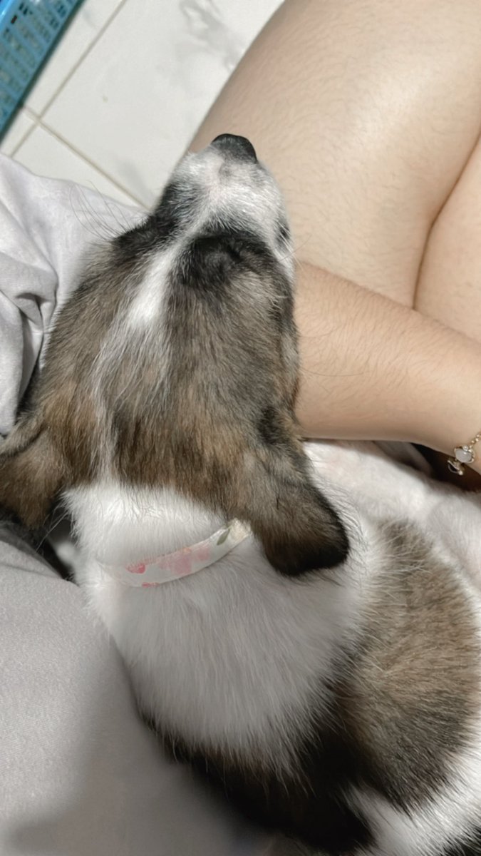 ฮิมาวาริ tweet media