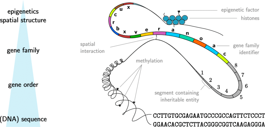 AAGMBJ's tweet photo. Genetic information is the code of life, the blueprint that shapes our unique traits and health. Understanding and using this data responsibly holds incredible potential for medicine, but also raises ethical questions. Let's explore this frontier with care and curiosity #Genetics https://t.co/6uTSAZY2hq