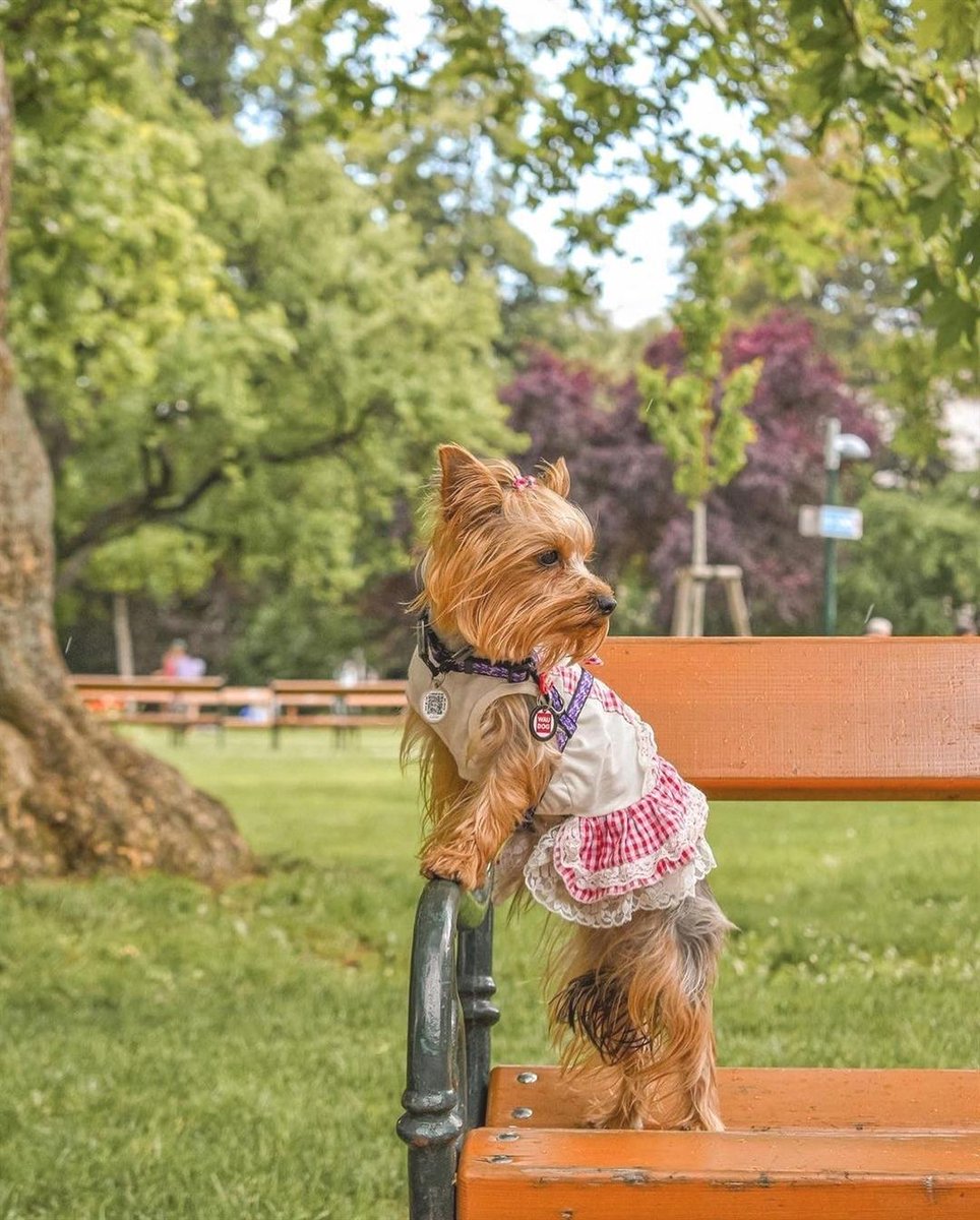 Yorkshire Terrier lovers club (@yorkshire__club) on Twitter photo 