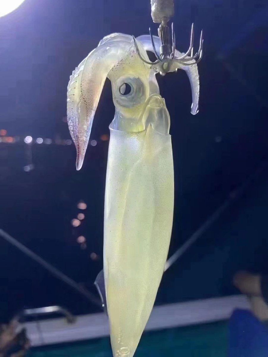 MarySkydiver's tweet photo. Go out fishing, it's more fun than yachting 😎 https://t.co/o5RYuhlELw