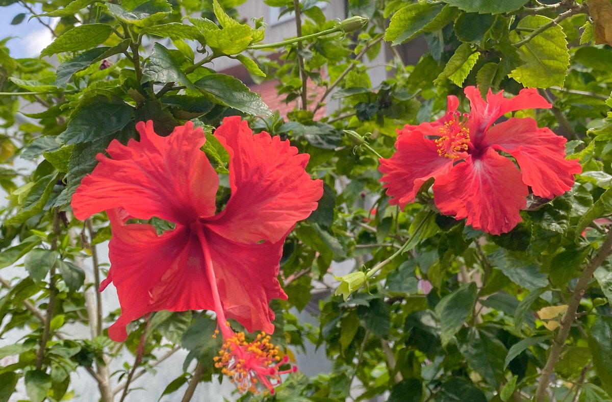 birdbud88's tweet photo. 🌞☕️Twitters🐦Greetings fr Malaysia 😃#NaturePhotography #TwitterNatureCommunity #TwitterNaturePhotography #nature #Asianflora #Malaysia https://t.co/YBEs8KzVLc