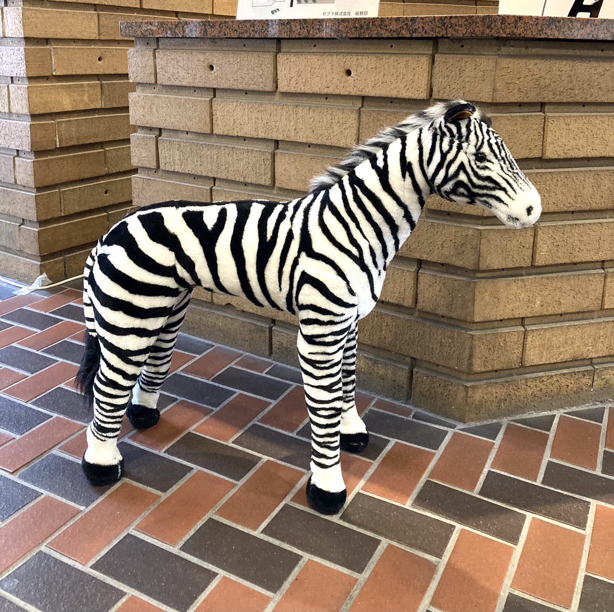 本日は午前中、某筆記具メーカーさんで取材でした📸
しまうまさんたち、かわいい〜🦓🦓🦓