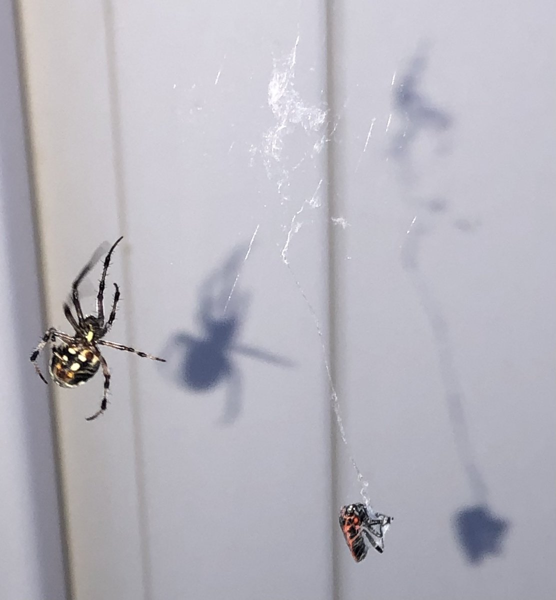 positive4sure's tweet photo. Do you know what kind of spider this is? Location-Utah County Utah,USA September 6th 2023.
Thank you
#spideridentification #insect #bugs #critter #arachnids #spider #spiders #utah #utahcounty #provo #life #september #haveaniceday #goodnight #positive4sure https://t.co/09pEhY1qlY