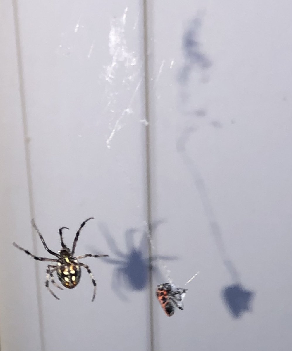 positive4sure's tweet photo. Do you know what kind of spider this is? Location-Utah County Utah,USA September 6th 2023.
Thank you
#spideridentification #insect #bugs #critter #arachnids #spider #spiders #utah #utahcounty #provo #life #september #haveaniceday #goodnight #positive4sure https://t.co/09pEhY1qlY