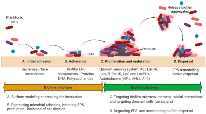 KoreaCRS's tweet photo. (Journal of Pharmaceutical Investigation) Antimicrobial strategies for topical biofilm-based wound infections: past, present, and future (https://t.co/HVvkn89Ywk) | Jeonghwan Kim | Yeungnam University #JPIN #KPSPT https://t.co/BhJpdgSbO7