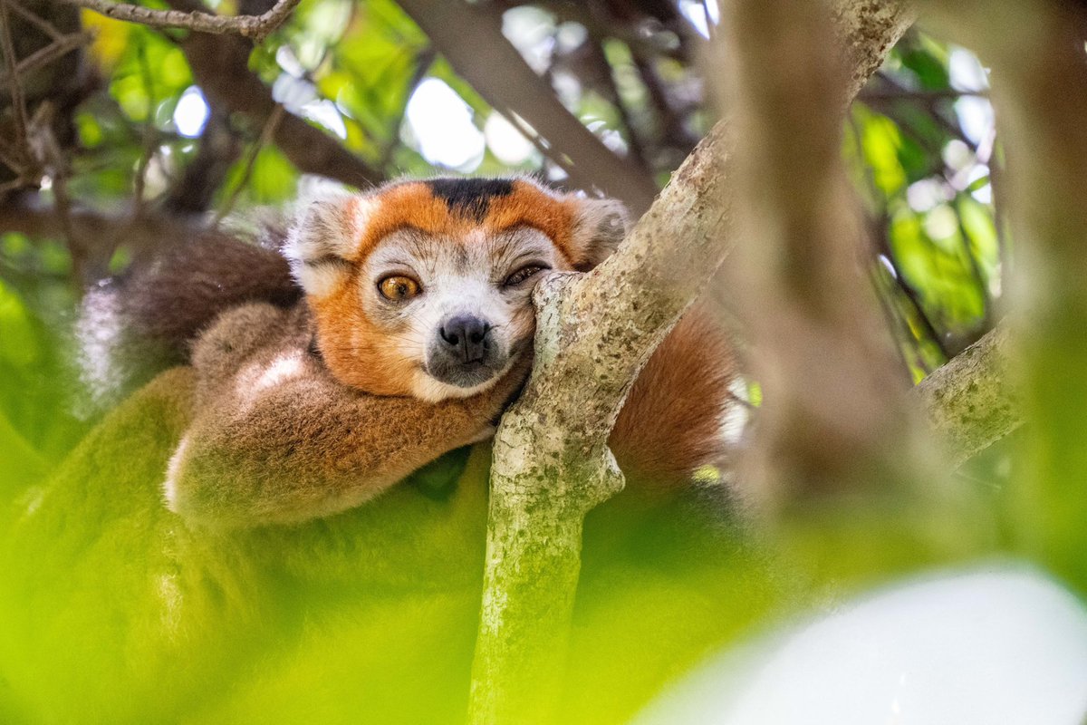 WildWonderWorld's tweet photo. Where the #rainforest meets the #ocean, #madagascar may well be one of Africa’s last true #wilderness.

🏝The perfect, off-the-beaten track #beachholiday, without the crowds, where you can just BE in pristine nature. 
Get in touch to explore your options! https://t.co/Yh4JVsbxOz https://t.co/7NY7rWo7Kz