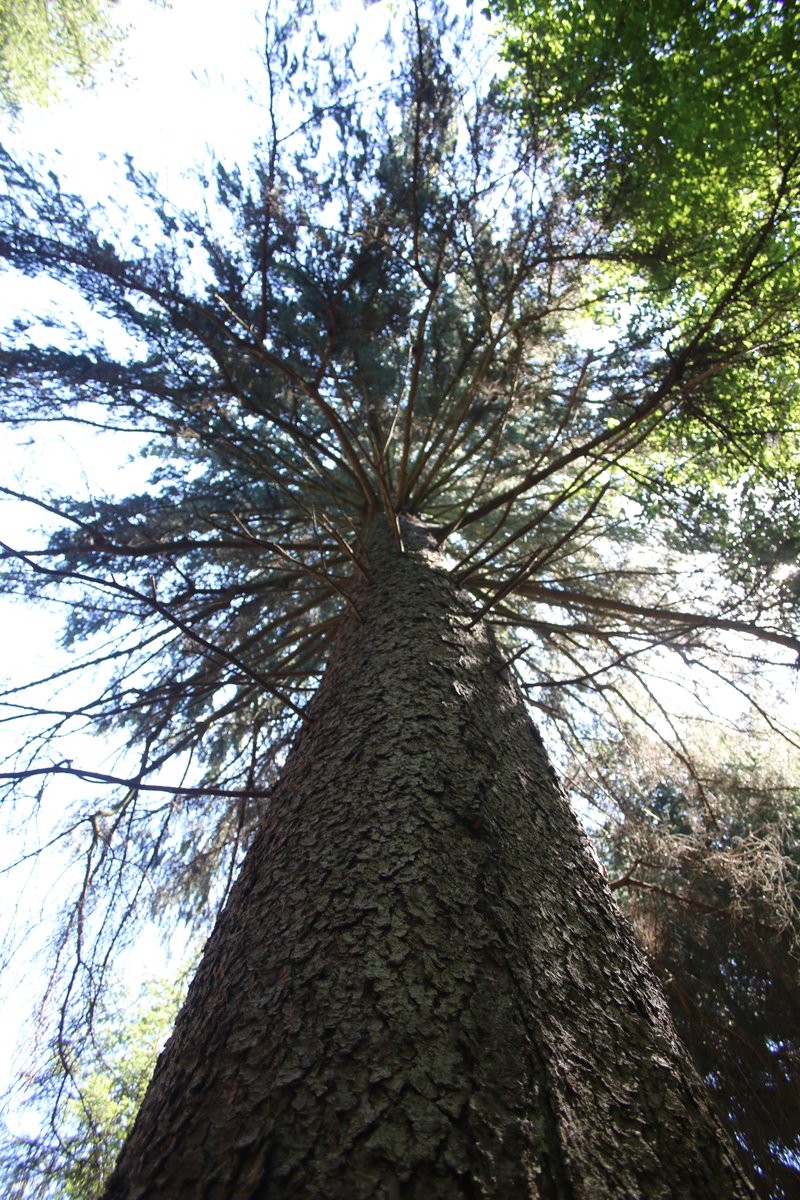 Adam Treeshepherd Rutsch tweet media