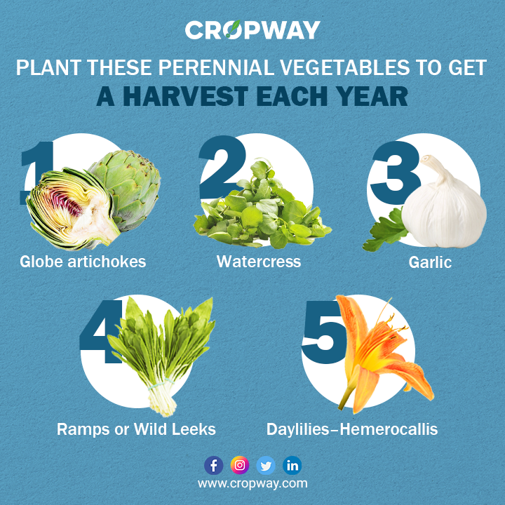 Plant Once, Harvest Forever: Enjoy a continuous harvest with these amazing #perennial vegetables that require minimal maintenance. Embrace the joy of gardening with #Nature's gifts that keep on giving! #Sustainable #Bountifulgarden #GardeningFeature #OrganicGardening #EnjoyNature