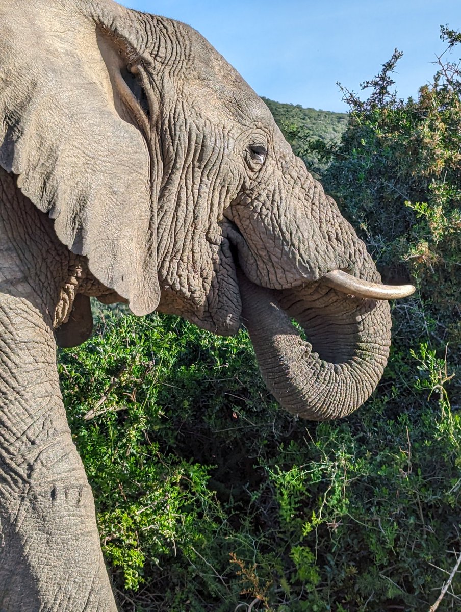 KerryHuntZoo's tweet photo. Only a couple of days in and some great sightings for @UC_Sparsholt Animal and Zoo Science students. Brilliant start to our @ShamwariCNSVXP  experience with @GAP__AFRICA. Can't wait to see what's next!! https://t.co/59qpDQ3pgv
