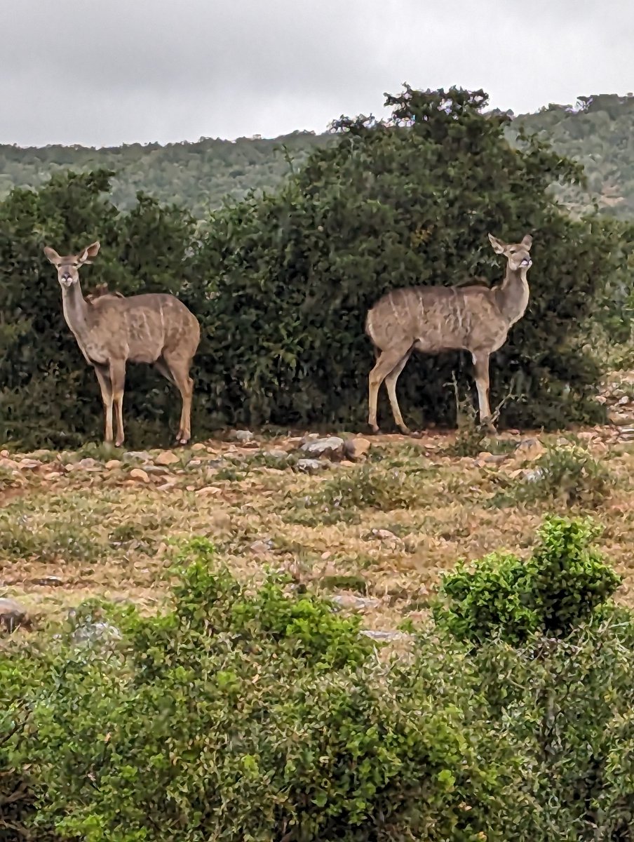 KerryHuntZoo's tweet photo. Only a couple of days in and some great sightings for @UC_Sparsholt Animal and Zoo Science students. Brilliant start to our @ShamwariCNSVXP  experience with @GAP__AFRICA. Can't wait to see what's next!! https://t.co/59qpDQ3pgv