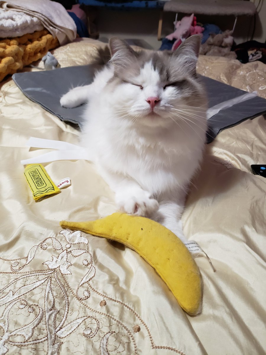 Seanan McGuire tweet media