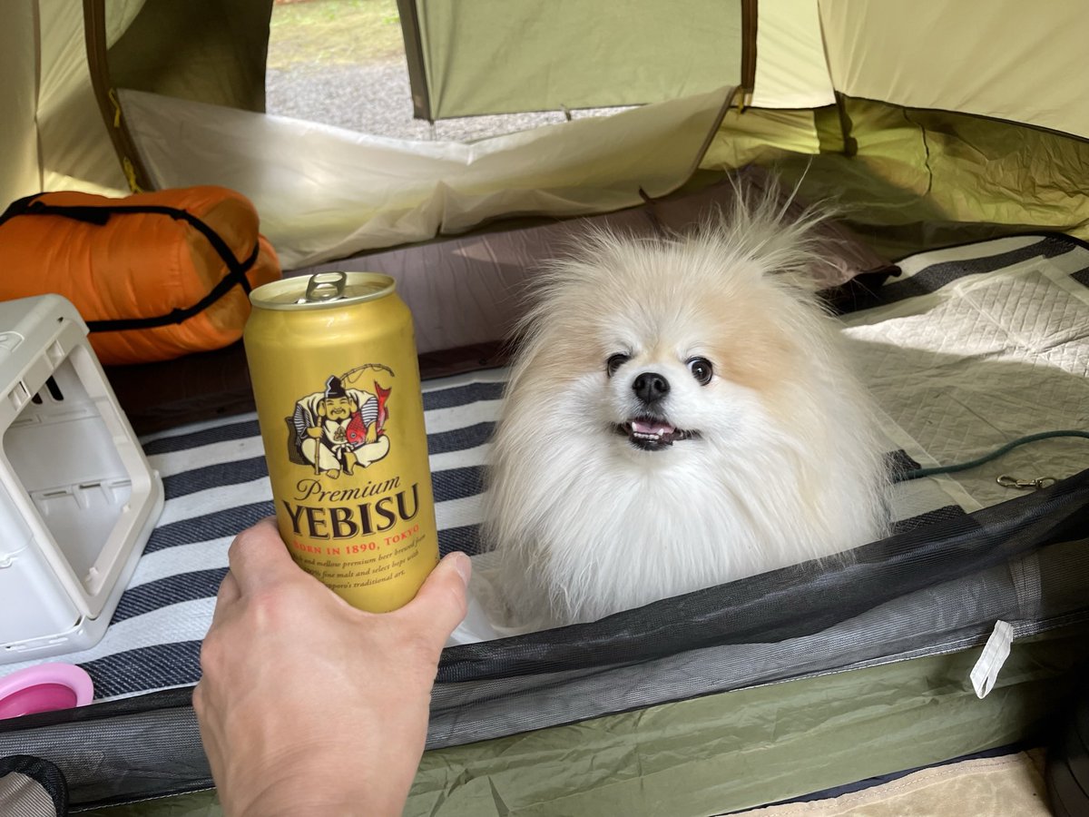 tomooyeah's tweet photo. 飲むか
#ポメラニアン　#パーティーカラーポメラニアン https://t.co/3eHs6wJadP
