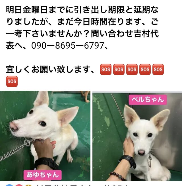 usaginohoppe11's tweet photo. 高知県明日迄8日
どうか救ってください
吉村様へは電話24時間可能ですお待ちしてます📞 https://t.co/gxW7dKuC7c