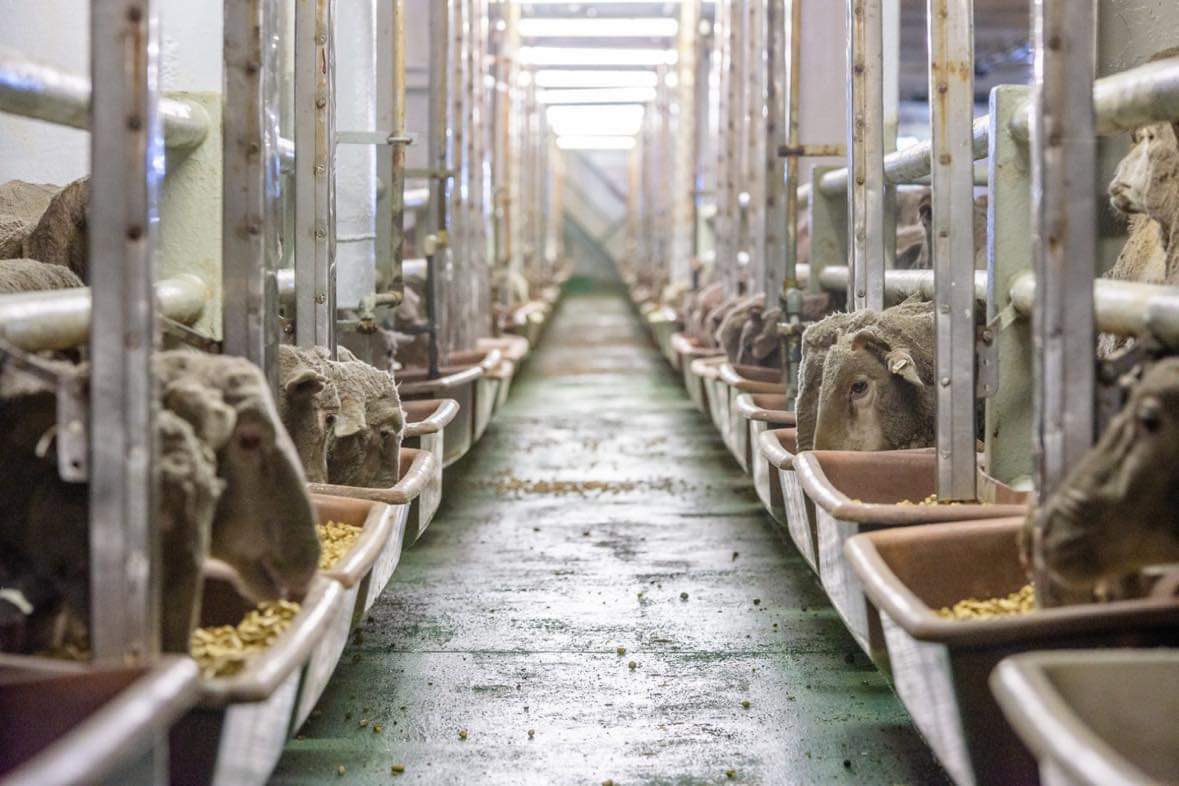 Harry_Taylor_69's tweet photo. @AnimalNsw2015 @AnimalsAus @AlboMP @MurrayWatt @DAFFgov ‘horror’ journey. Real photos taken from on a live export ship. Their conditions are outstanding and easily the best in the world. https://t.co/ye1J9z3p6F