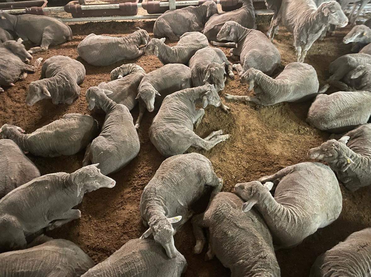 Harry_Taylor_69's tweet photo. @AnimalNsw2015 @AnimalsAus @AlboMP @MurrayWatt @DAFFgov ‘horror’ journey. Real photos taken from on a live export ship. Their conditions are outstanding and easily the best in the world. https://t.co/ye1J9z3p6F