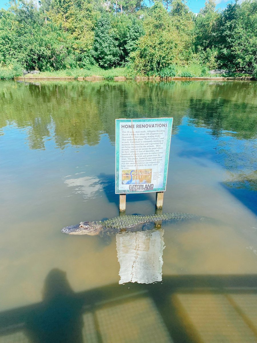 whyischelsea's tweet photo. Gatorrrrr https://t.co/RAAnLYEkrJ