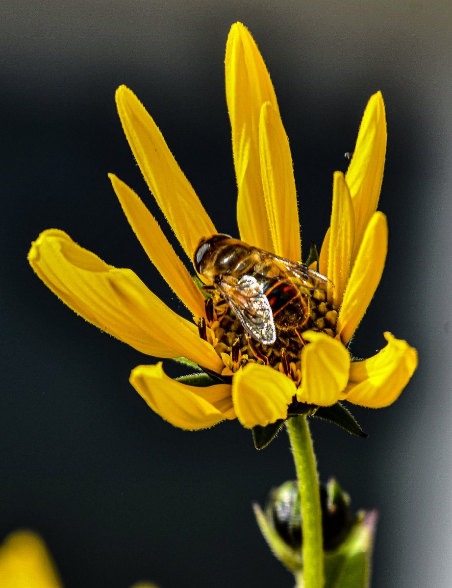 nadski65's tweet photo. “Today is a Happy Thursday; the only thing standing between you and Friday!”
Good morning everyone💛🩵🩷
#NaturePhotography #nature #bees #insects #polinator #nikonphotography #NikonCreators #ThursdayMotivation #nikon @UKNikon
# https://t.co/sKbUJC0hxu