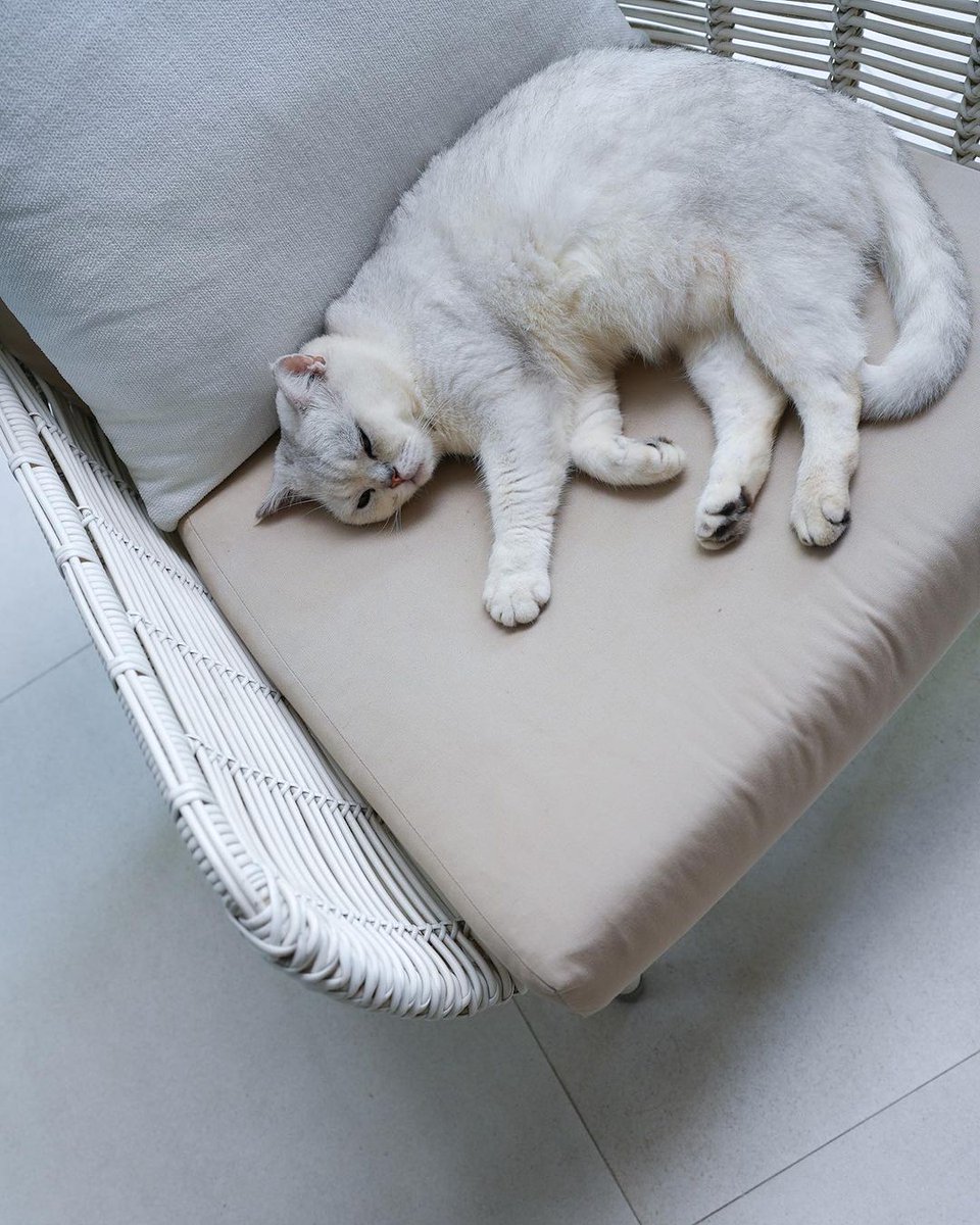 Charlot34403848's tweet photo. Kitty dreams ☁️ https://t.co/f7xiDwTtS5