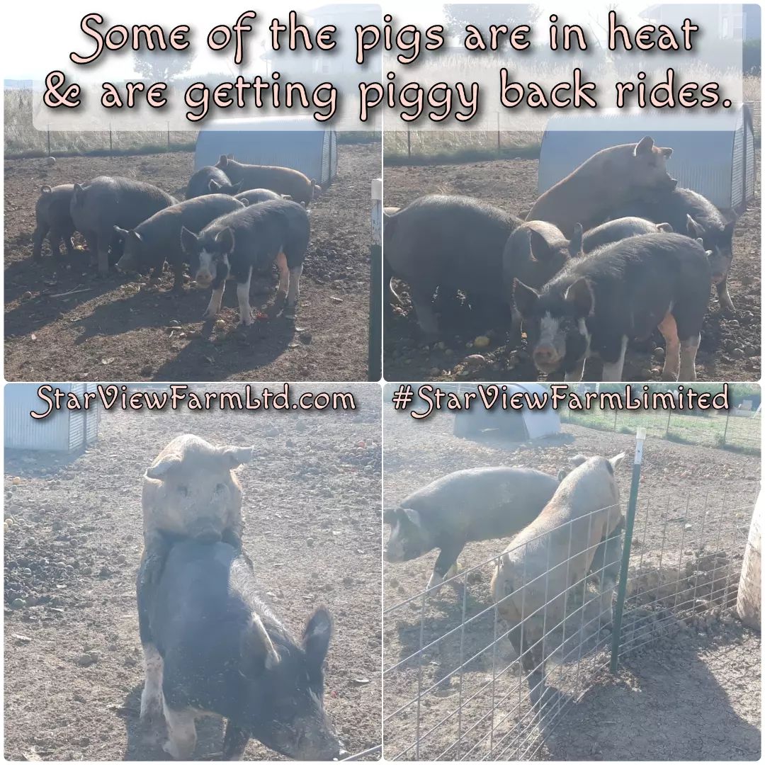 StarViewCrypto's tweet image. #MakinBacon
If you don&apos;t know about the #BirdsAndBees then this post is for you!
🐖 🐖 🐖
#MakingBacon #BumpingUglies #PiggyBackRide
instagram.com/p/Cw3G484urC2/…