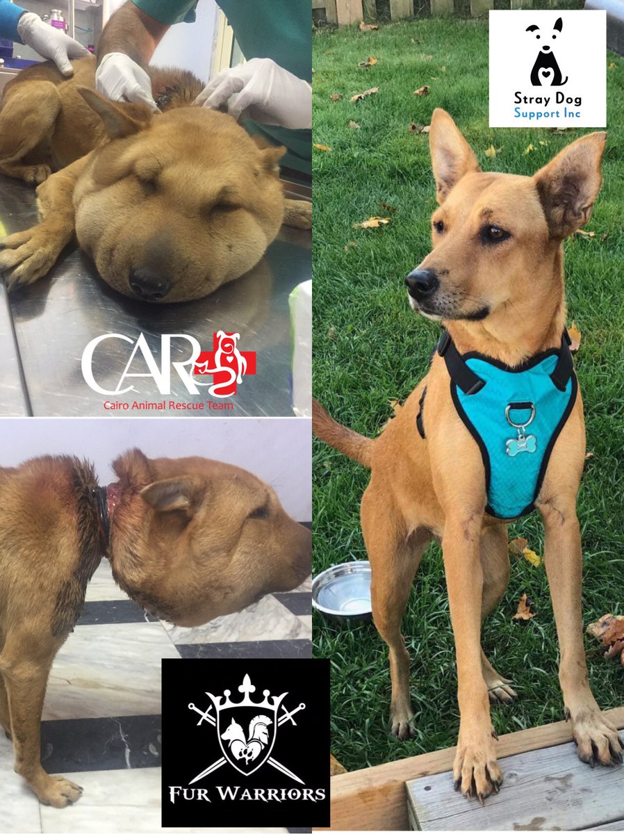 CARTegypt's tweet photo. Vana before and after ❤️🐶 https://t.co/gsyIHzOdYn