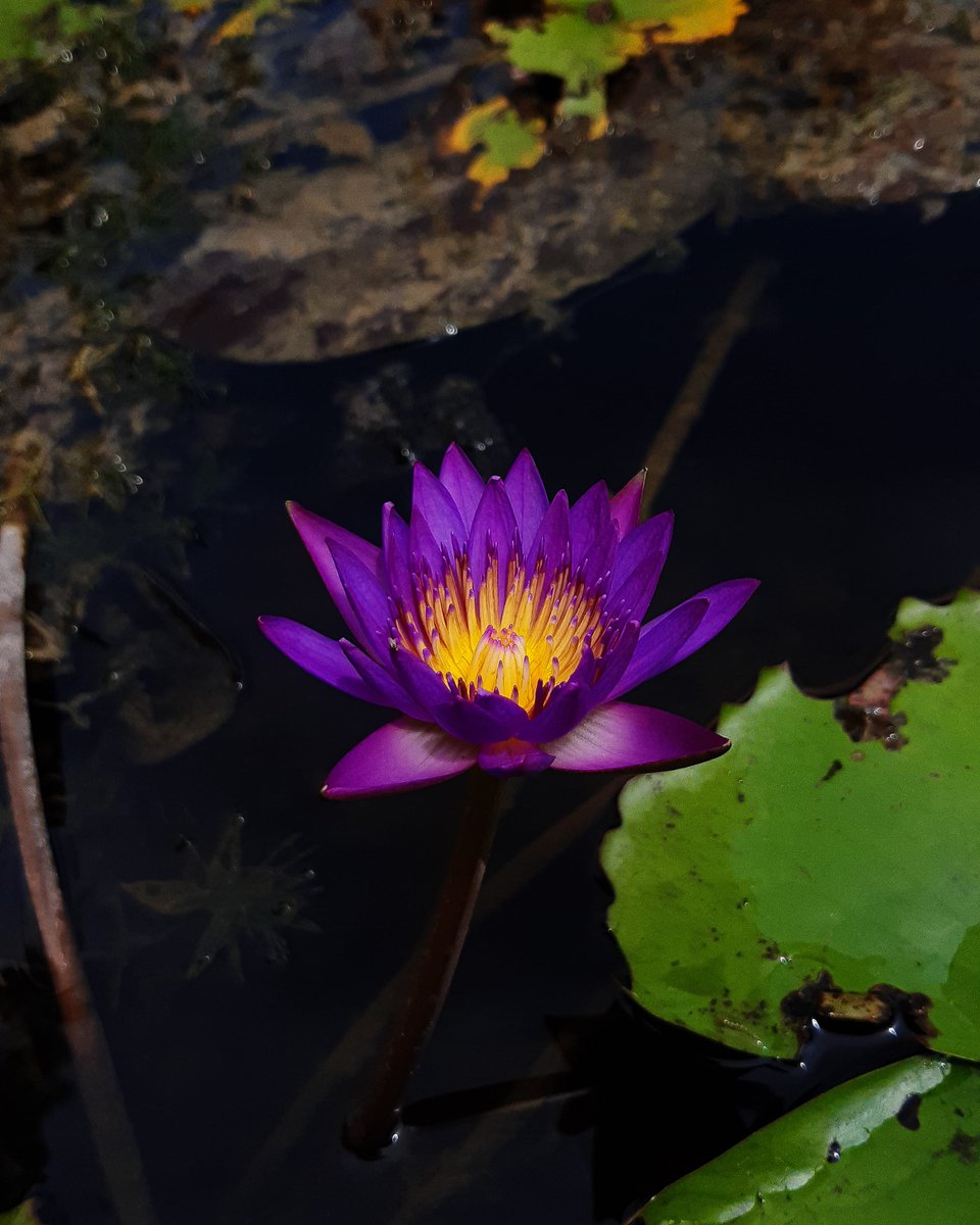 Dipansh928's tweet photo. "If one offers to Me with devotion a leaf, a flower, a fruit, or even water, I delightfully partake of that article offered with love by My devotee in pure consciousness."

~ Shree Krishna 
#janma
#Krishna 
#flowerphotography https://t.co/Pwq5YZ7FRG