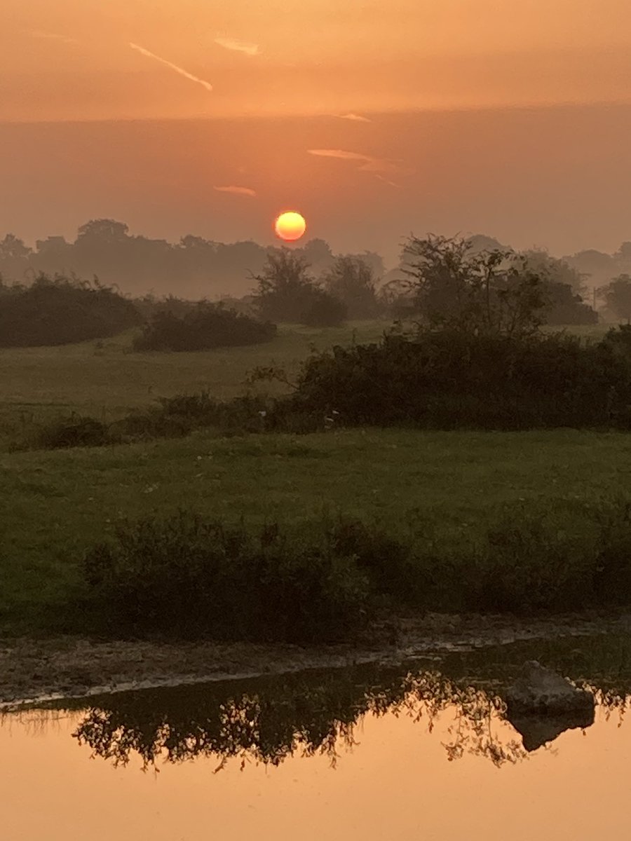 This beats rainy dog walks. #sunrise #greenhamcommon