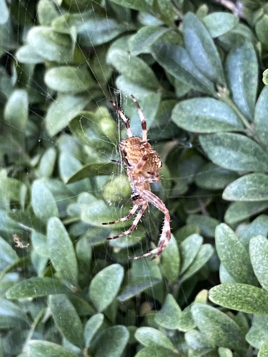 juanbacteria's tweet photo. Hola @Arachno_Cosas aqui en el norte de Vancouver hay muchas de estas, y hacen unas telarañas chingonsísimas, son de #im ? Saludos https://t.co/YQu5qfhieV