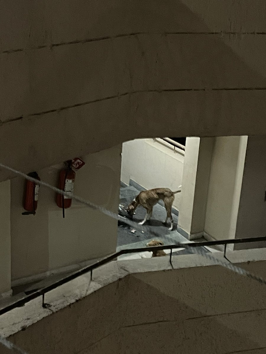 @PravendraNBT Sikka karmic greens sector 78 noida me kuch is tarah se swara kutto ne apna dabadaba bna rakha h <a href="/noida_authority/">NOIDA Authority</a> se kai bar complaint ki lekin koi sunwai nhi h