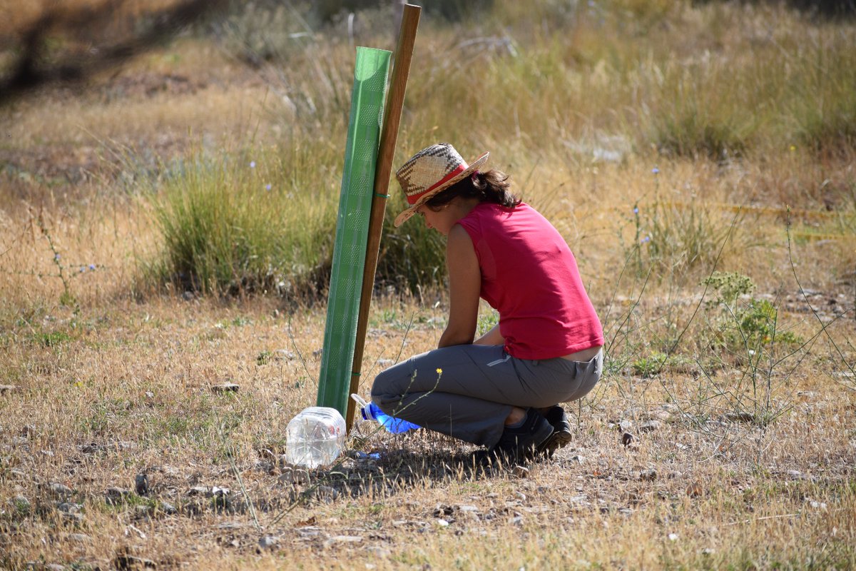 En la #AsociaciónMicorriza llevamos a cabo actuaciones para mejorar la calidad del aire, por ejemplo, #plantaciones con especies autóctonas 🌱
#DíaInternacionaldelAireLimpio #AireLimpio #ManosALaAzada #Micorrízate #Guadalajara  un.org/es/observances… vía <a href="/ONU_es/">Naciones Unidas</a>